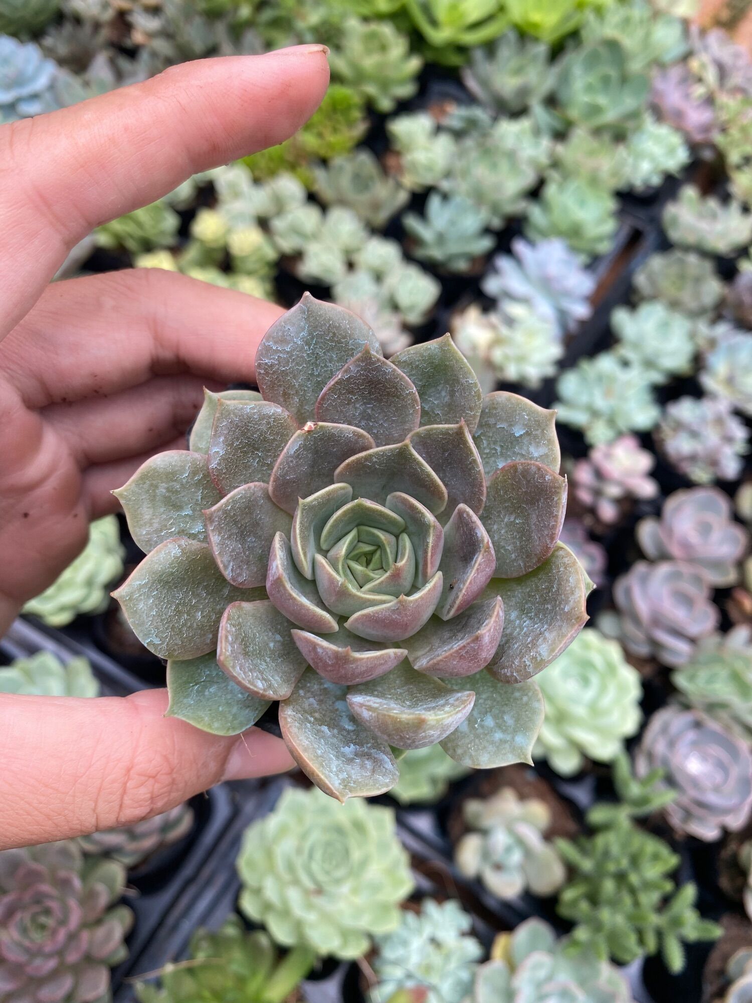 SEN ĐÁ HOA HỒNG TÍM (6CM) 🥀 💵 ĐÀ LẠT 🍄 HƯ 1 ĐỔI 1 ❄️ SIÊU CUTE