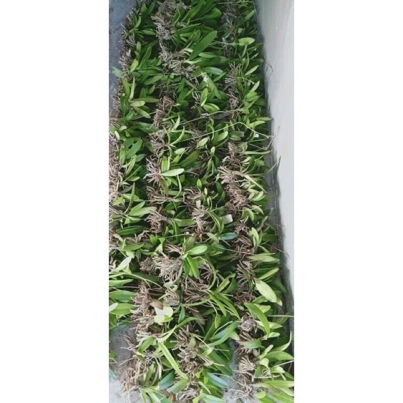 Hoa Lan Hồ Điệp Rừng(5 cây)