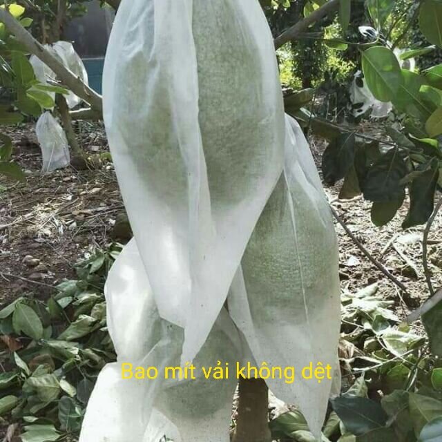 50 túi bọc mít (50x70) không thấm nước