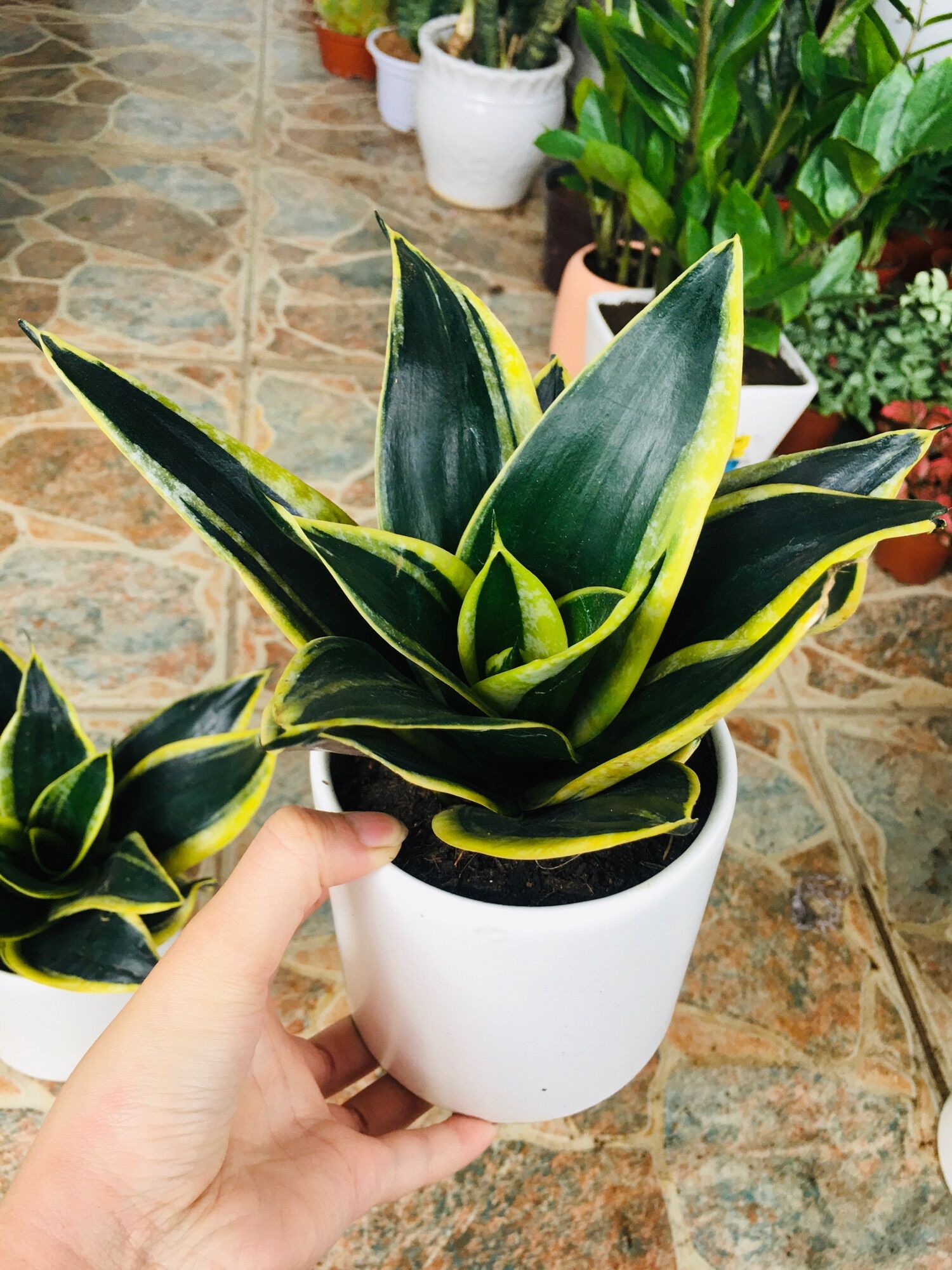 Cây lưỡi hổ Thái mini xanh size để bàn