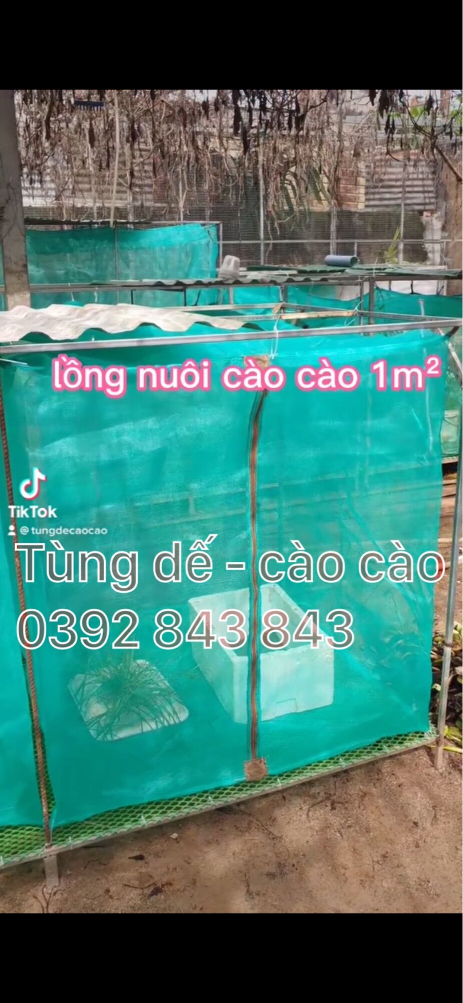 lồng nuôi cào cào