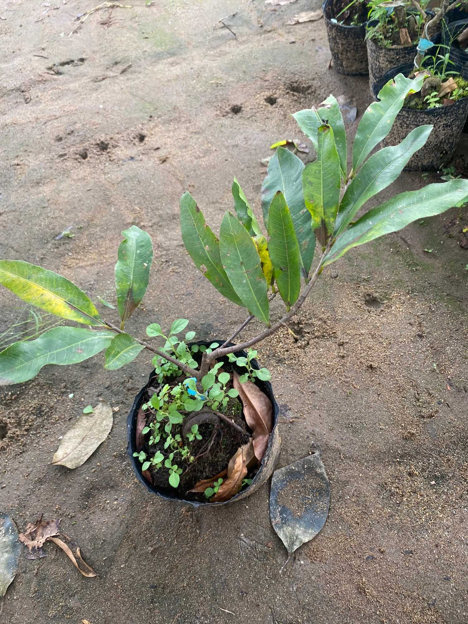 Combo 10 Mai cúc thọ hương ( cây giống , xả hàng )