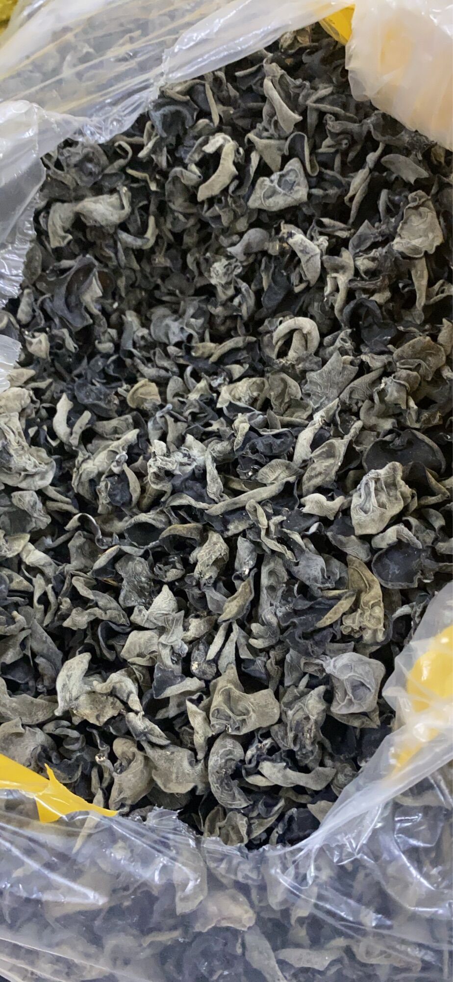 Nấm mèo rừng tai nhỏ sạch gốc