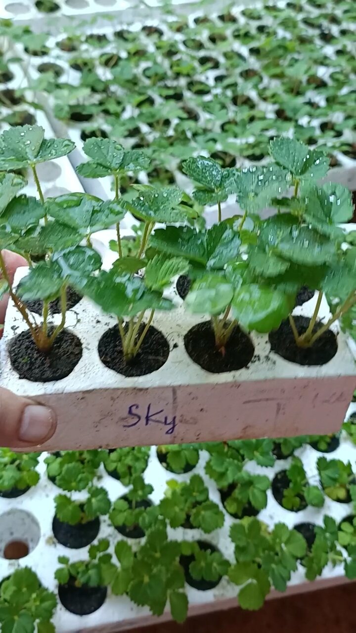 Combo 10  cây mô vỉ dâu NHẬT SKY BERRY
