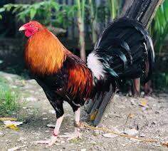 5 trứng gà nòi mỹ rặc