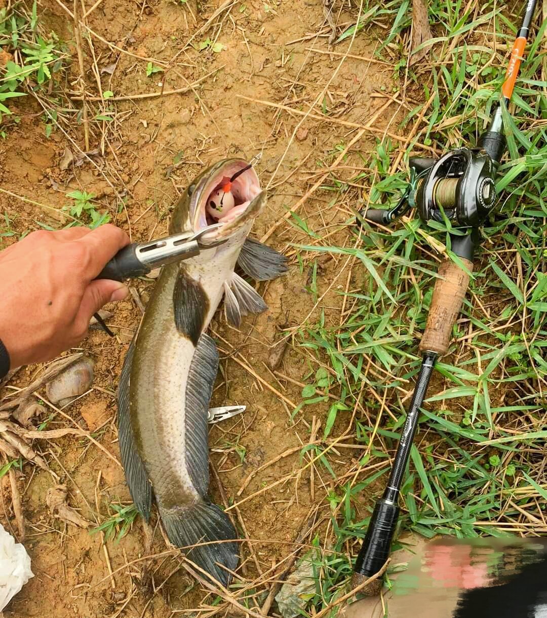 Kìm kẹp cá loại tốt, giá rẻ