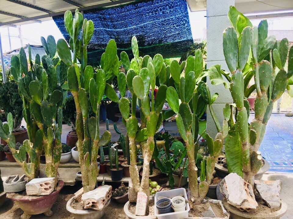 Xương rồng tai thỏ