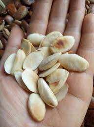 500Gr Hạt Konia rang mộc thơm ngon!
