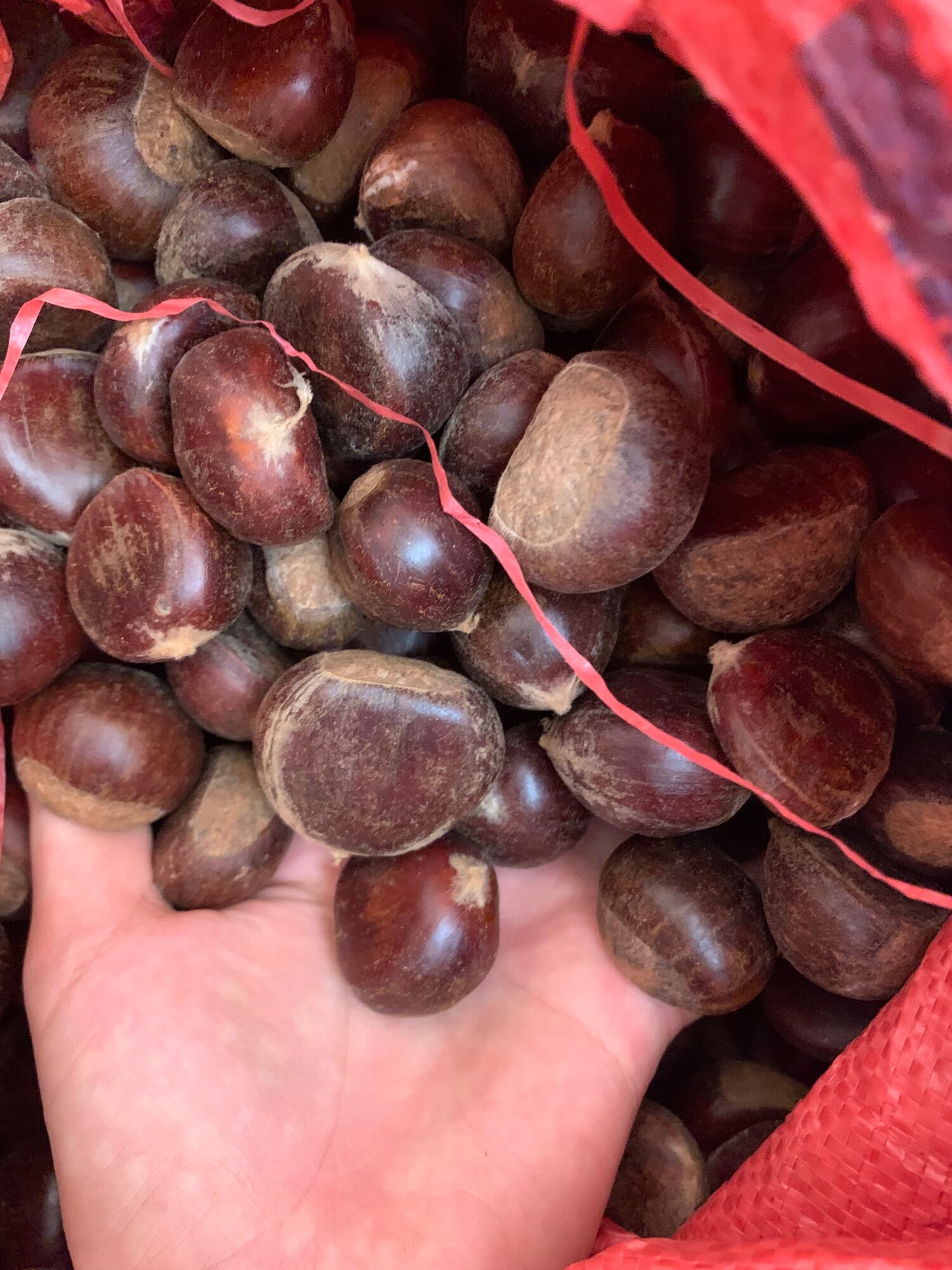 1ki HẠT DẺ TƯƠI [ hàng loại 1 ] ngon,bở béo