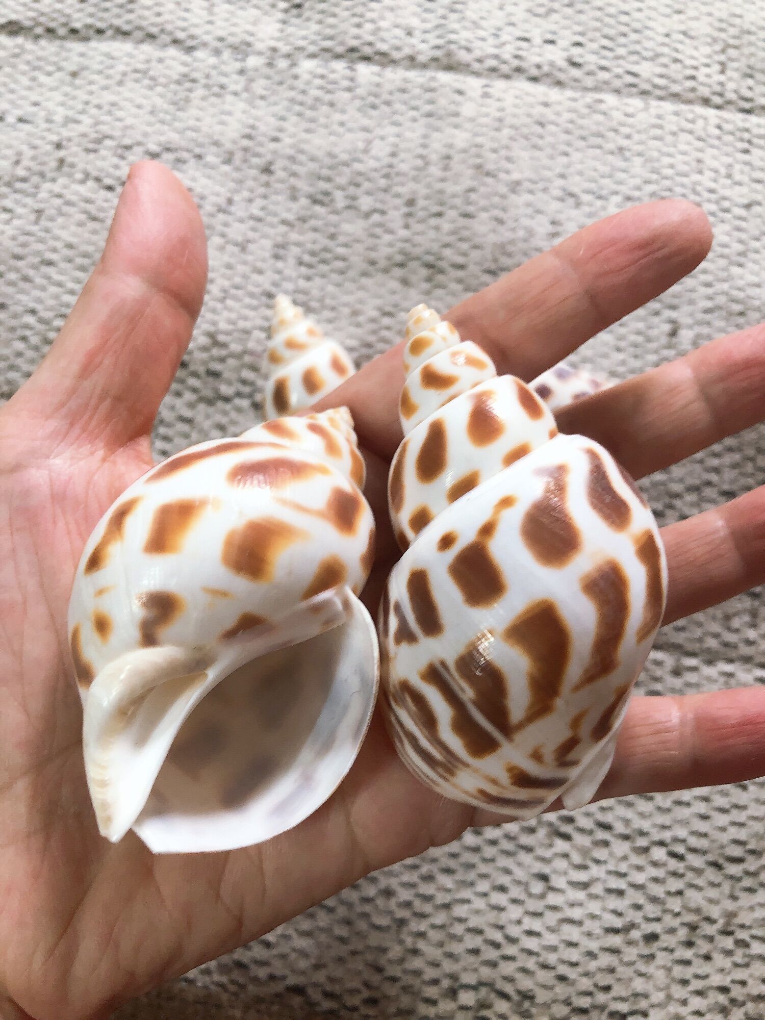 [HCM] Size L Vỏ Ốc Hương - Siêu Đẹp - Giá Rẻ - Vỏ Ốc Mượn Hồn - Vỏ Ốc Biển Tự Nhiên