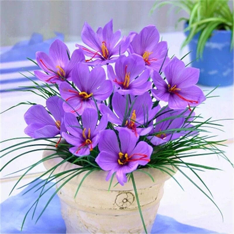 củ hoa nghệ tây
