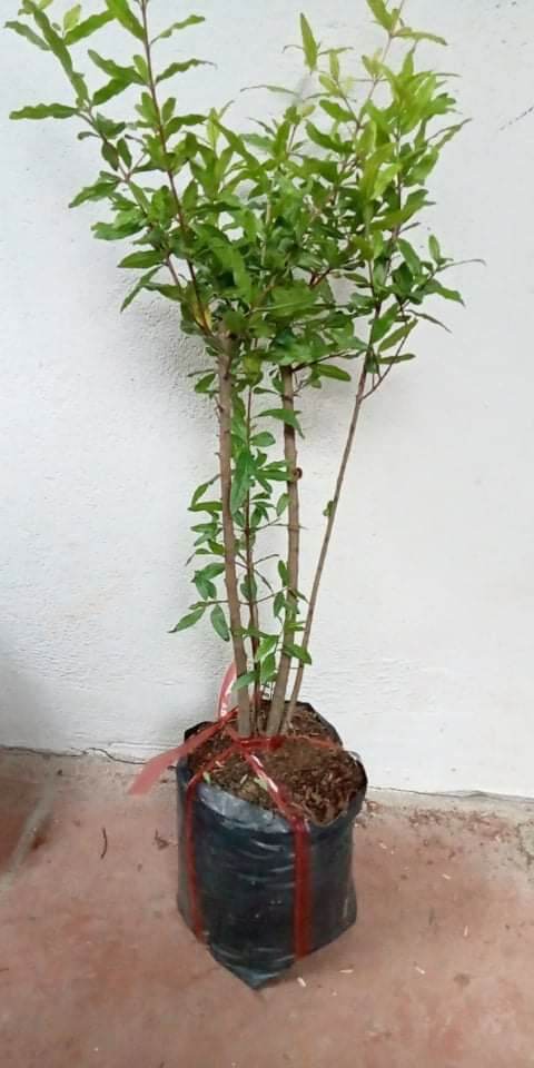CÂY GIỐNG LỰU ĐỎ