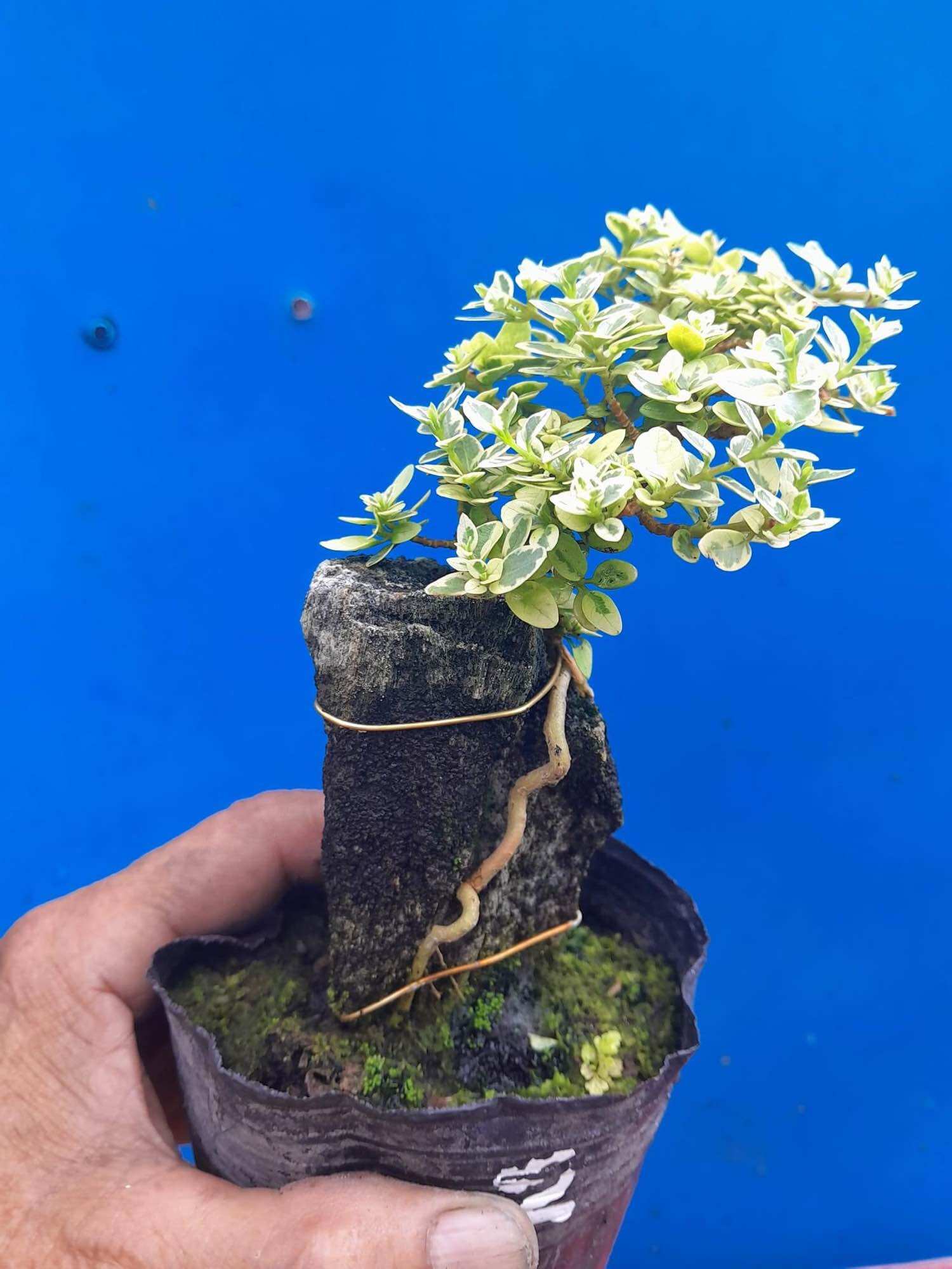 Sam hương lá trắng ôm đá bonsai mini