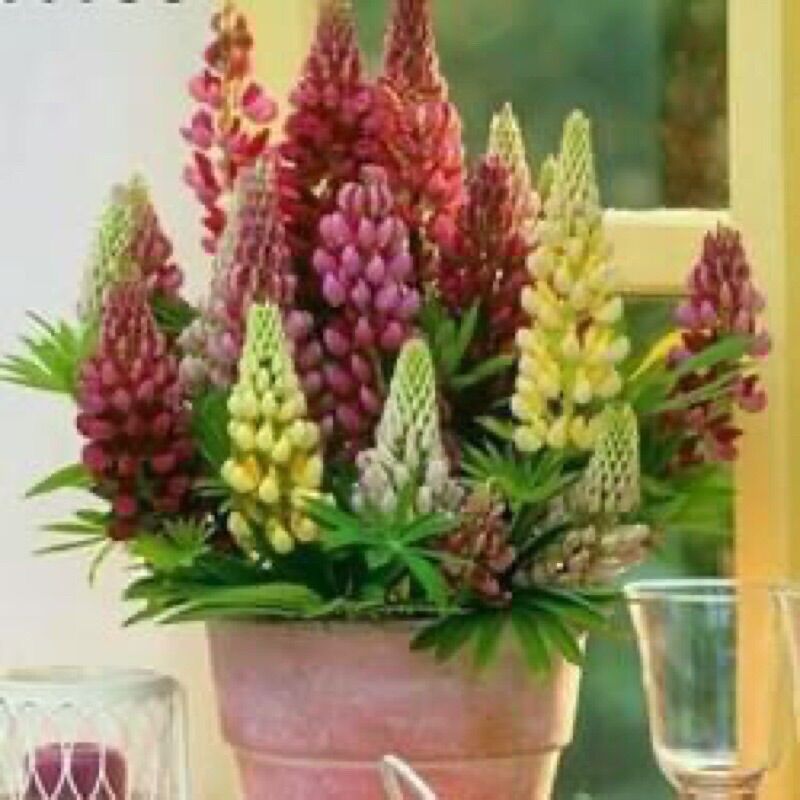CHUẨN HOA 🌹 TẾT 🌸Hạt giống Hoa Lupin(1 gói 100 hạt)
