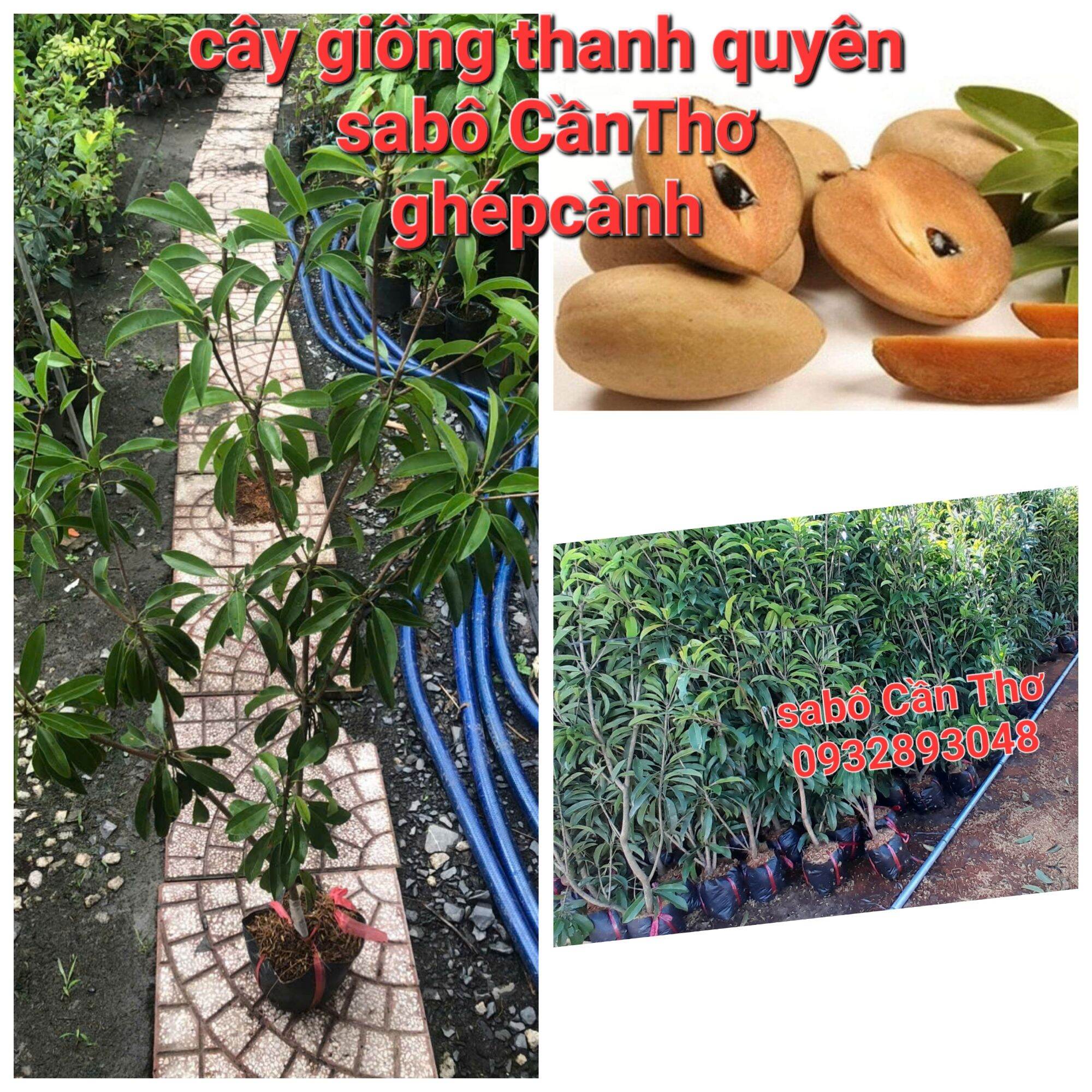 CÂY GIỐNG SAPÔ CẦN THƠ,CÂY CAO 80CM ĐẾN 150CM, CHUẨN GIỐNG 100%