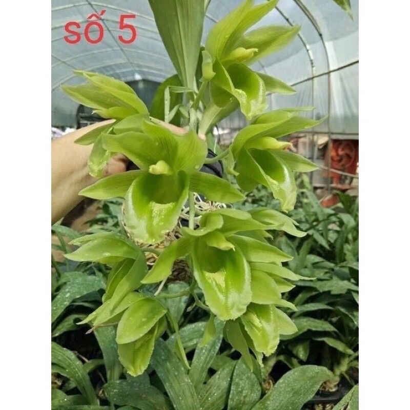 Củ Hoa lan thiên Nga đột biến (1củ)