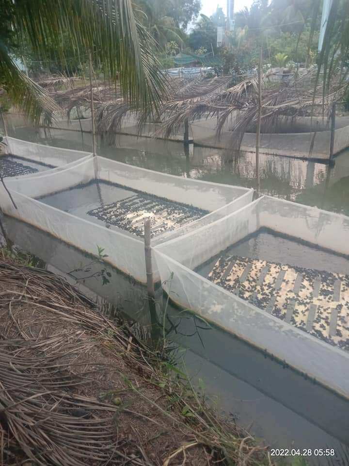 Tráng nuôi rắn mùng - Mã 2x1x1