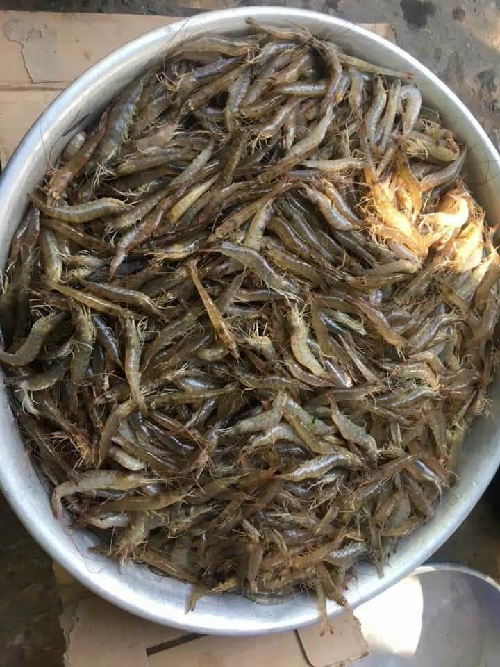 Mắm Tép Nhà Làm không Có Đu Đủ 500gam