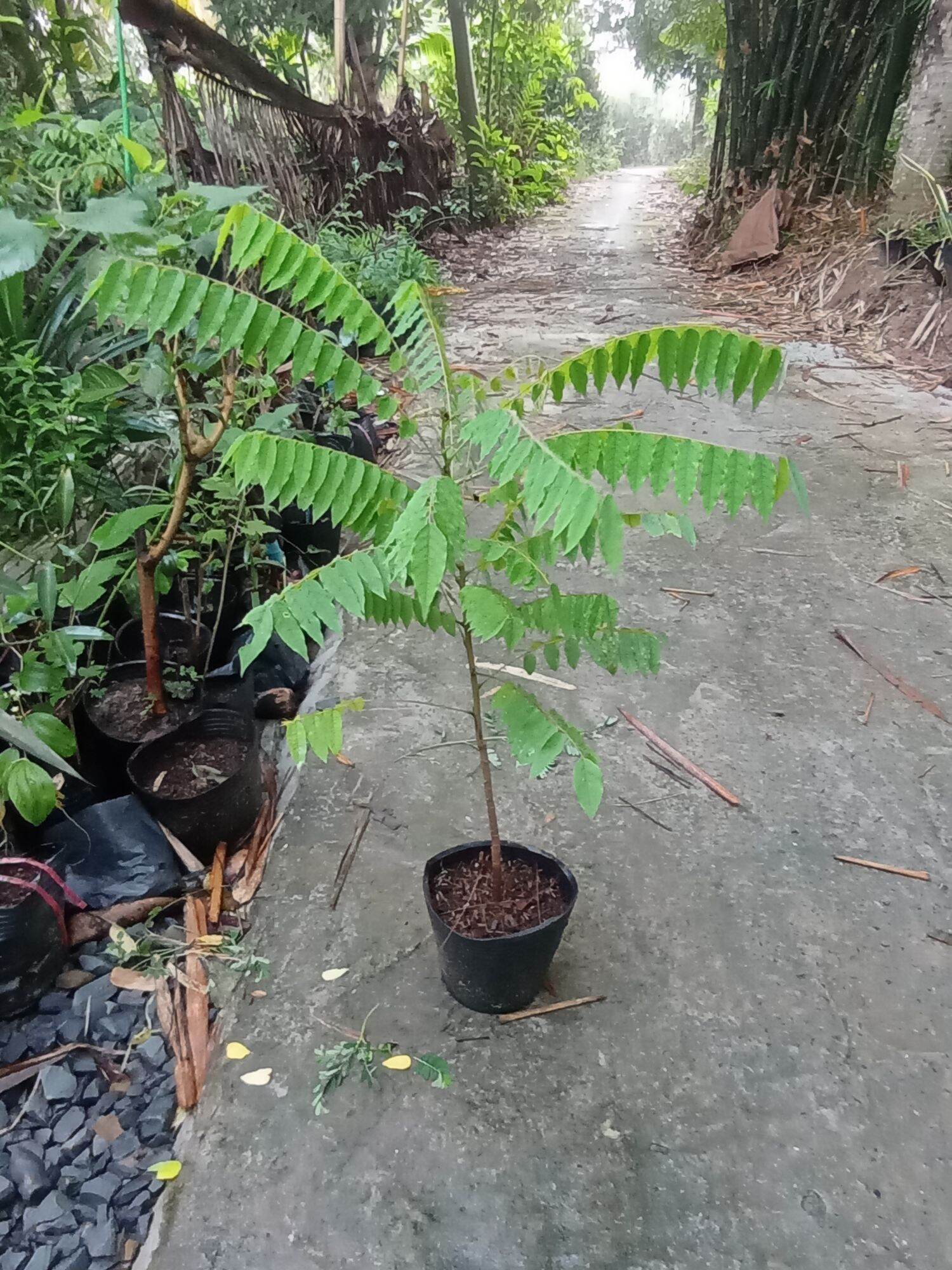 cây khế tàu, khế tây