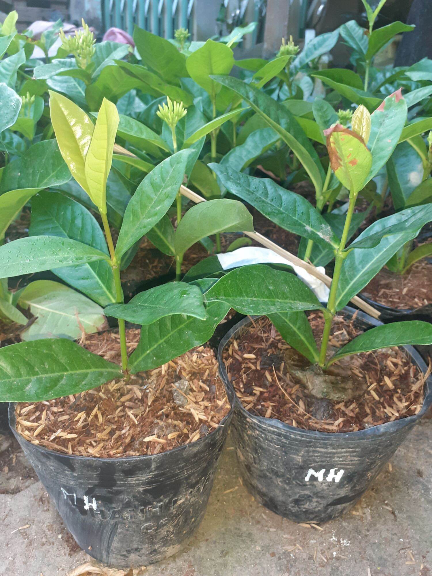 CÂY GIỐNG MỸ HƯỜNG (HOA SIÊU CHUẨN)
