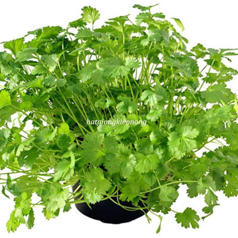 Chậu rau ngò rí xanh tốt
