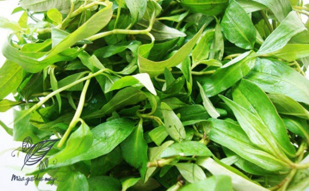 Hcm - chậu cây rau răm