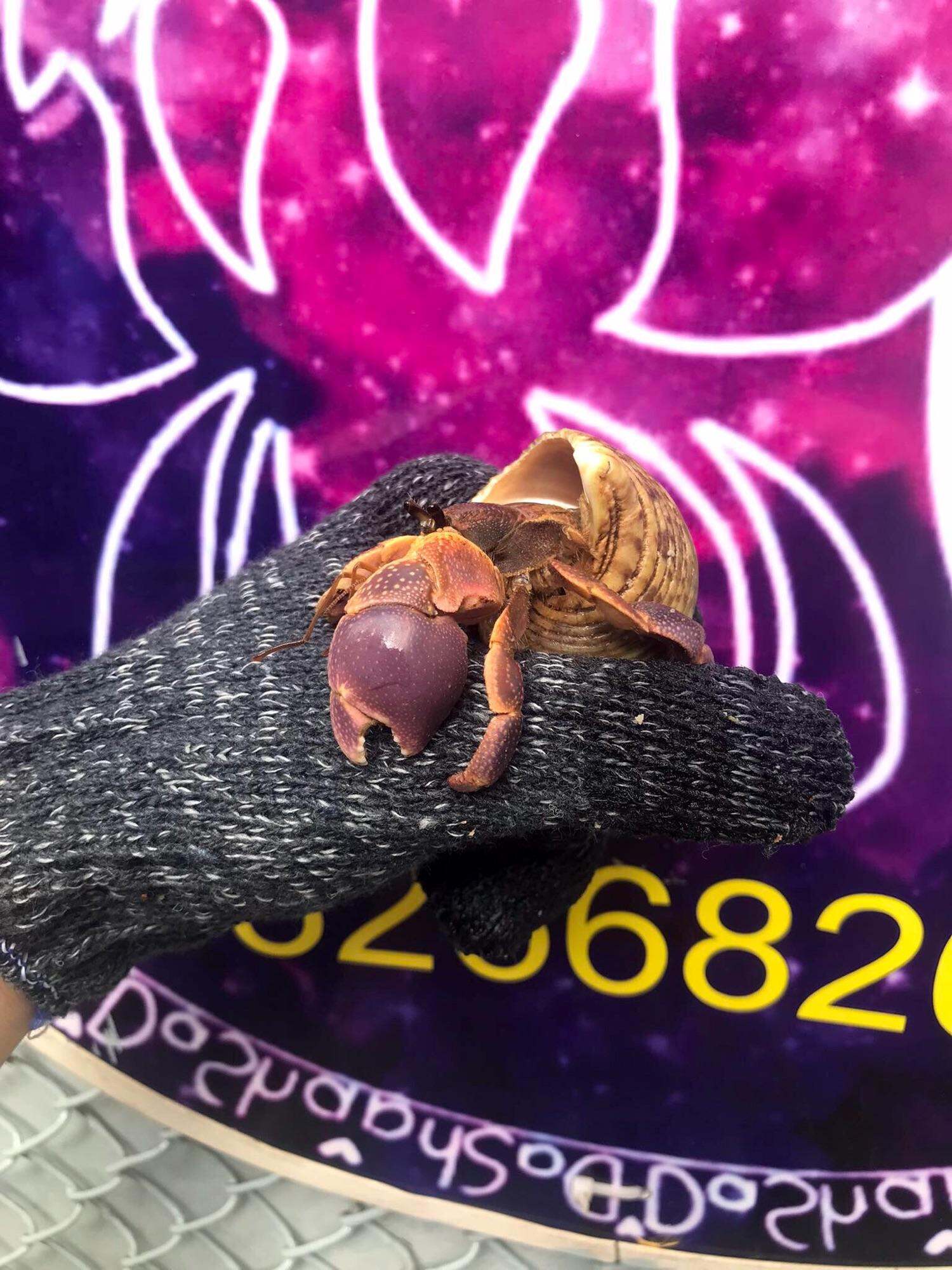 Mô hình số.ng Ố.c mượn hồn Brevi (lỗi) size M, L