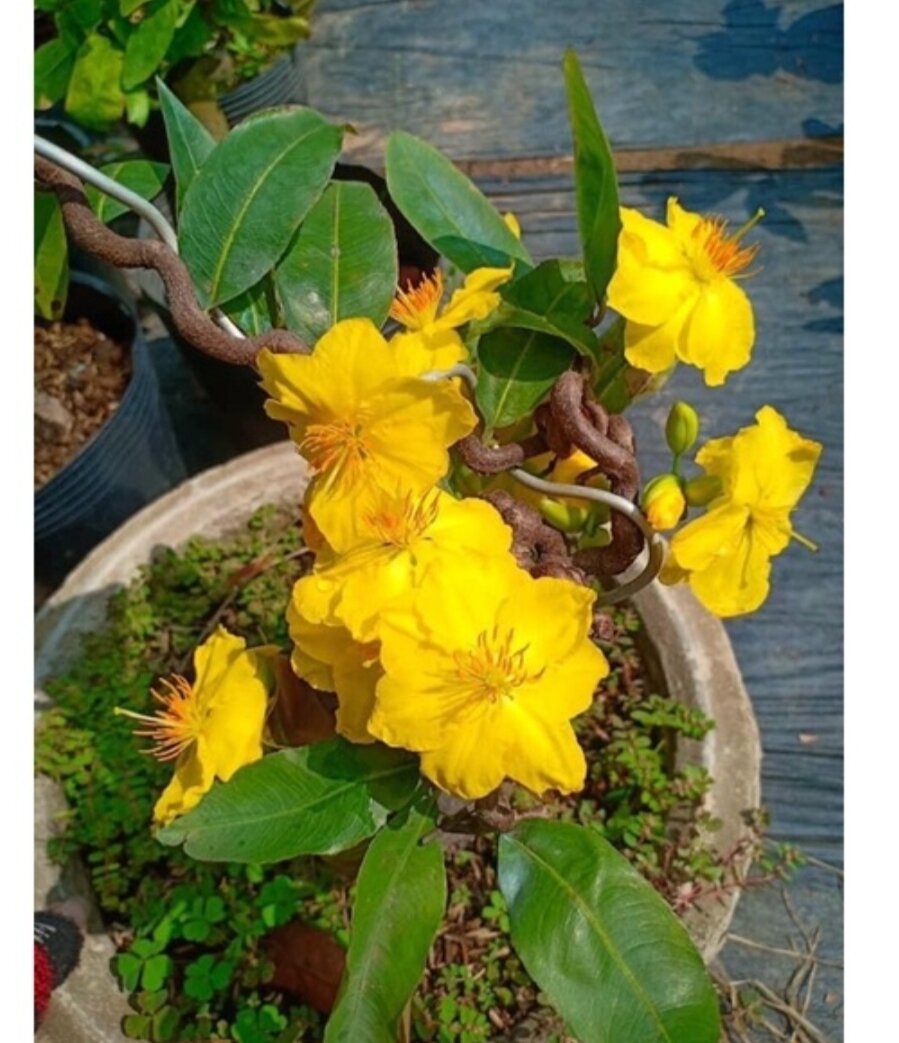 Cây mai vàng tự xoắn