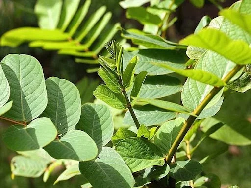 Cành lá muồng trâu tươi