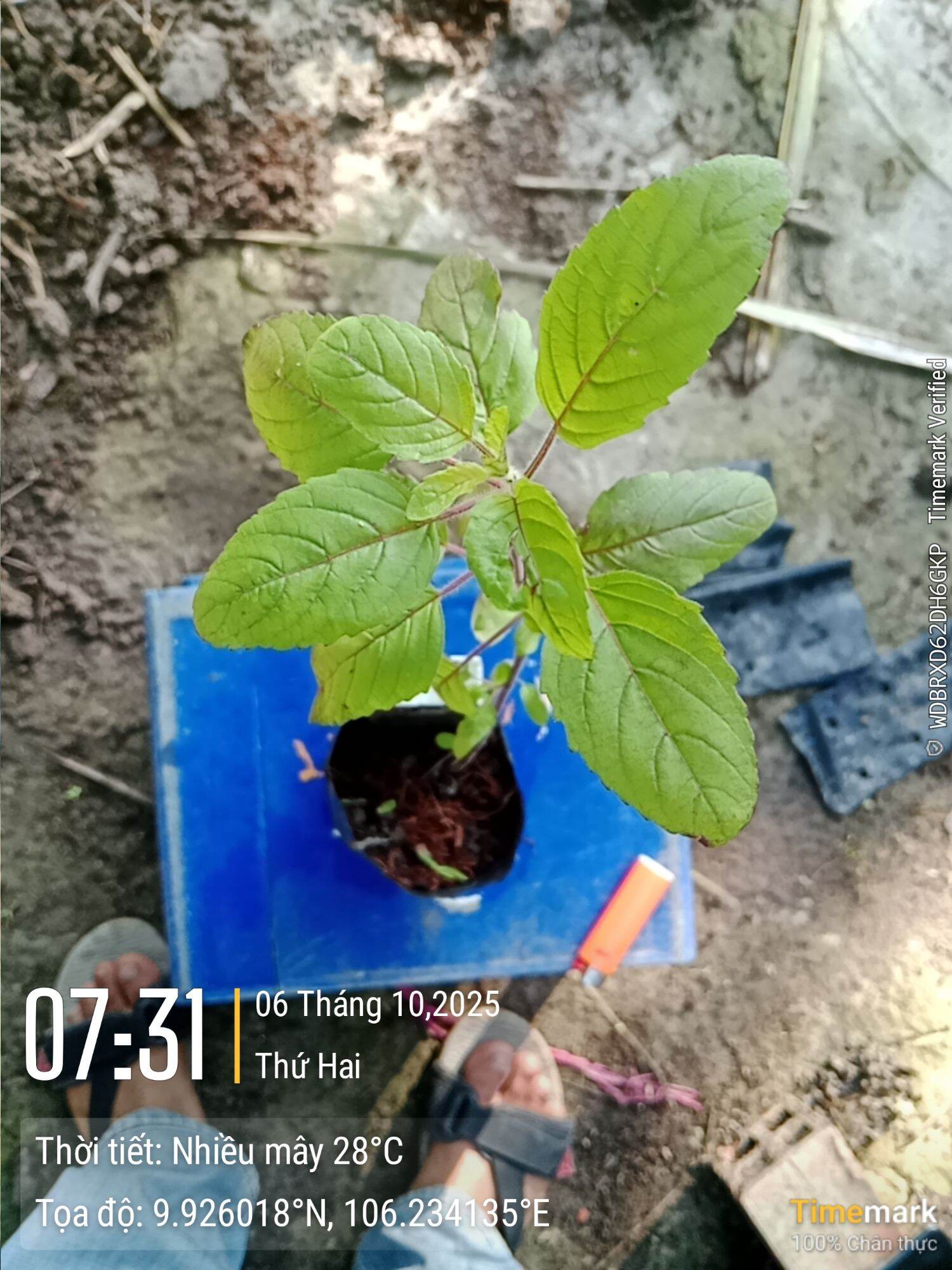 2 bầu cây hương nhu tía cây tơ bầu rể đã ổn định