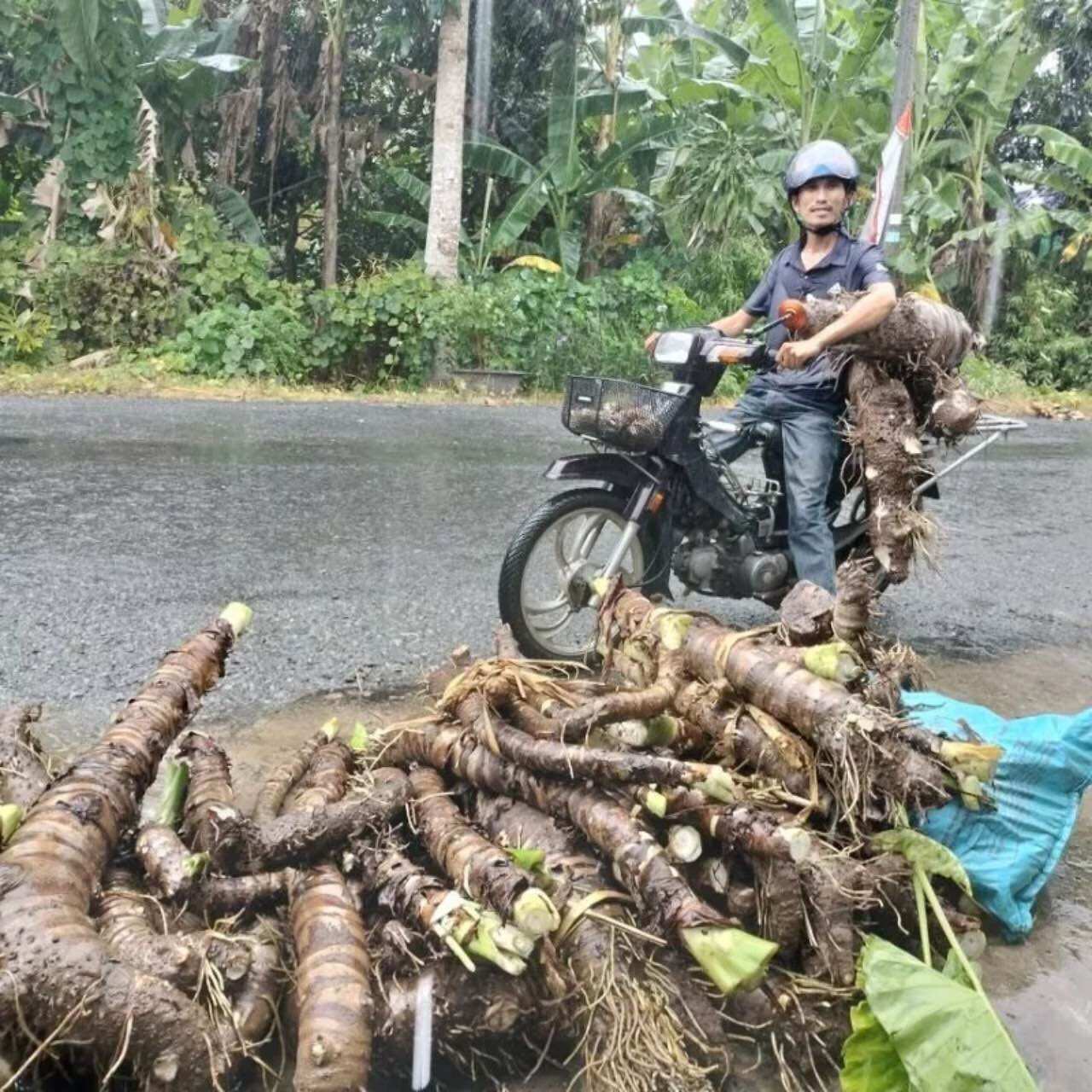 Combo 10 kg bạc hà núi -núi Cấm An Giang