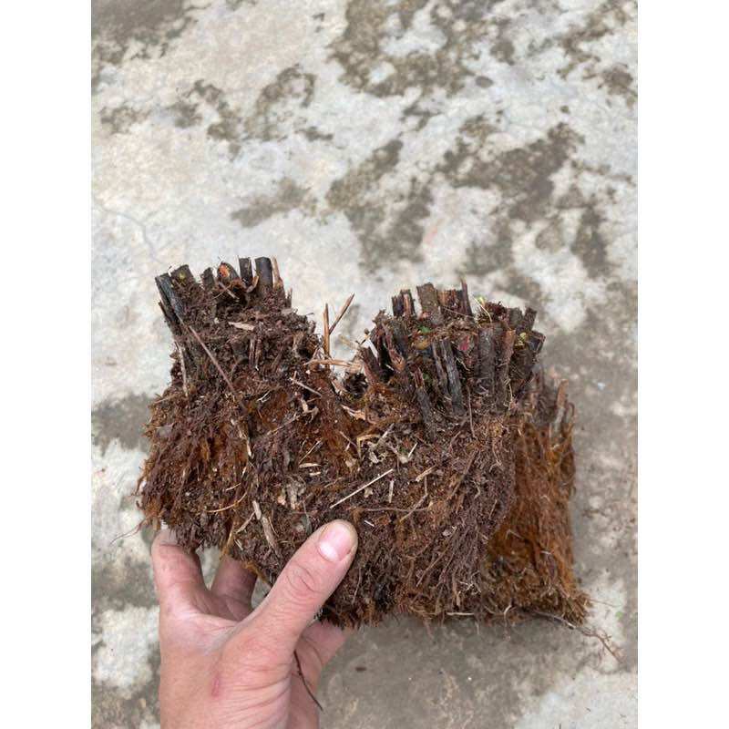 Dương xỉ thân gỗ (đang nhú mầm)