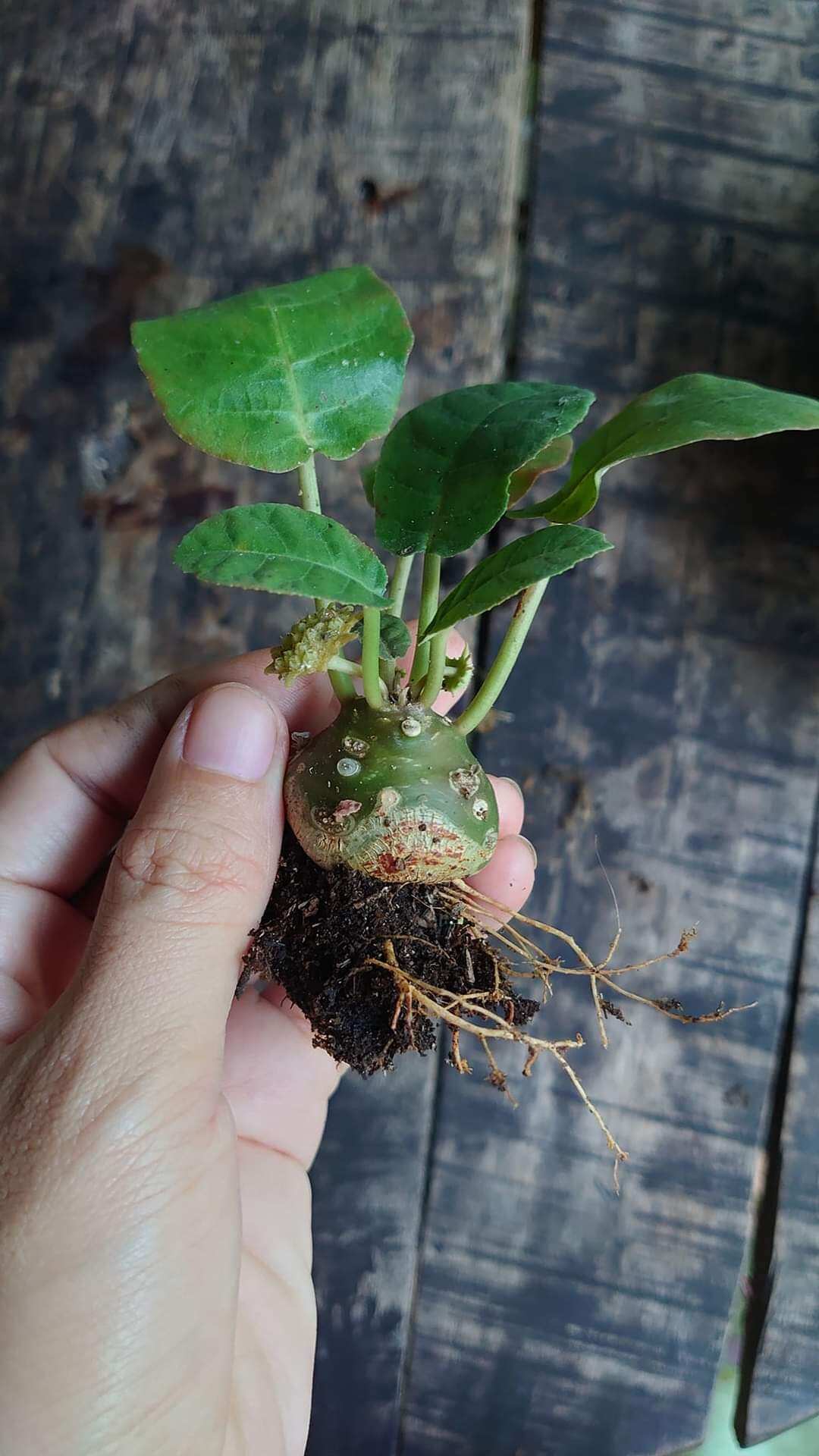 Cây Mặt Trời củ nhỏ