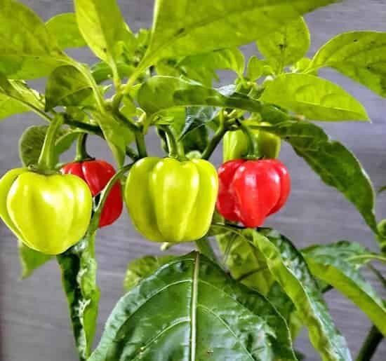 Cây giống Ớt hanabero siêu cay nhất thế giới