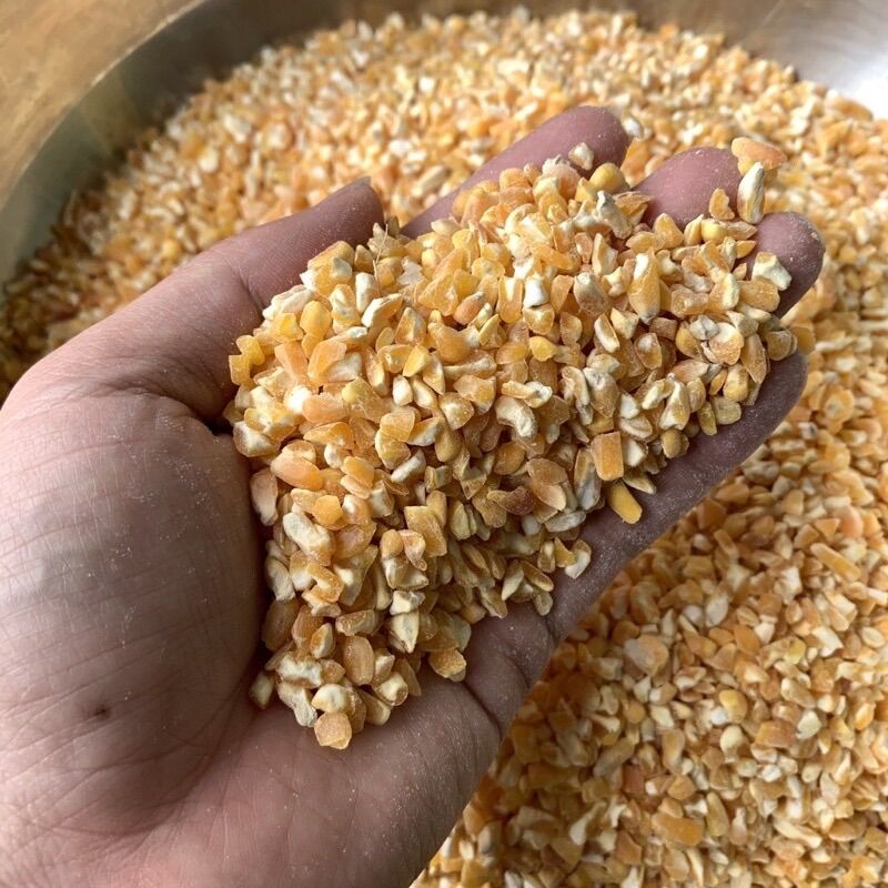 500g Hạt bắp bể size lớn- thức ăn cho gà, chim, chuột