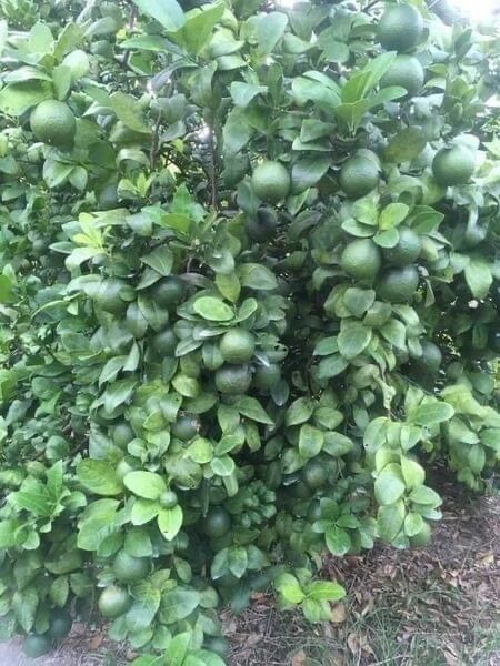 Cây giống chanh tứ quý không hạt(1 bầu 40cm)