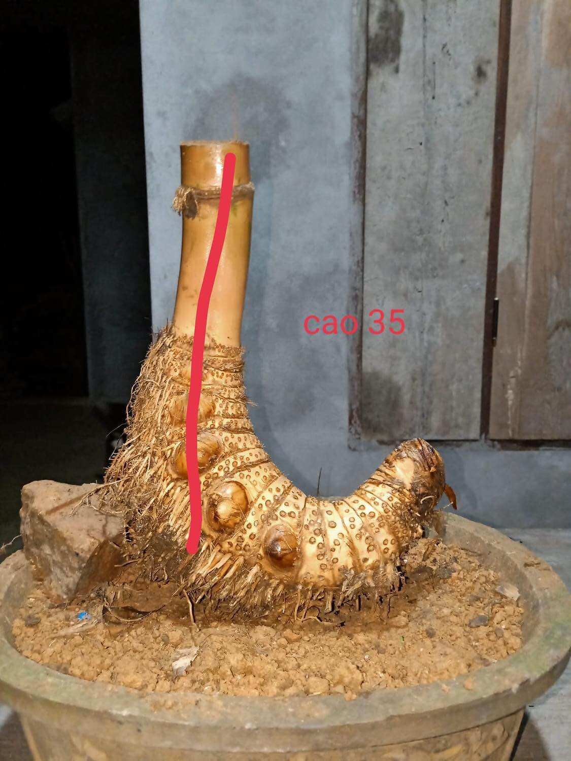 Phôi tre bonsai, gốc tre đẹp