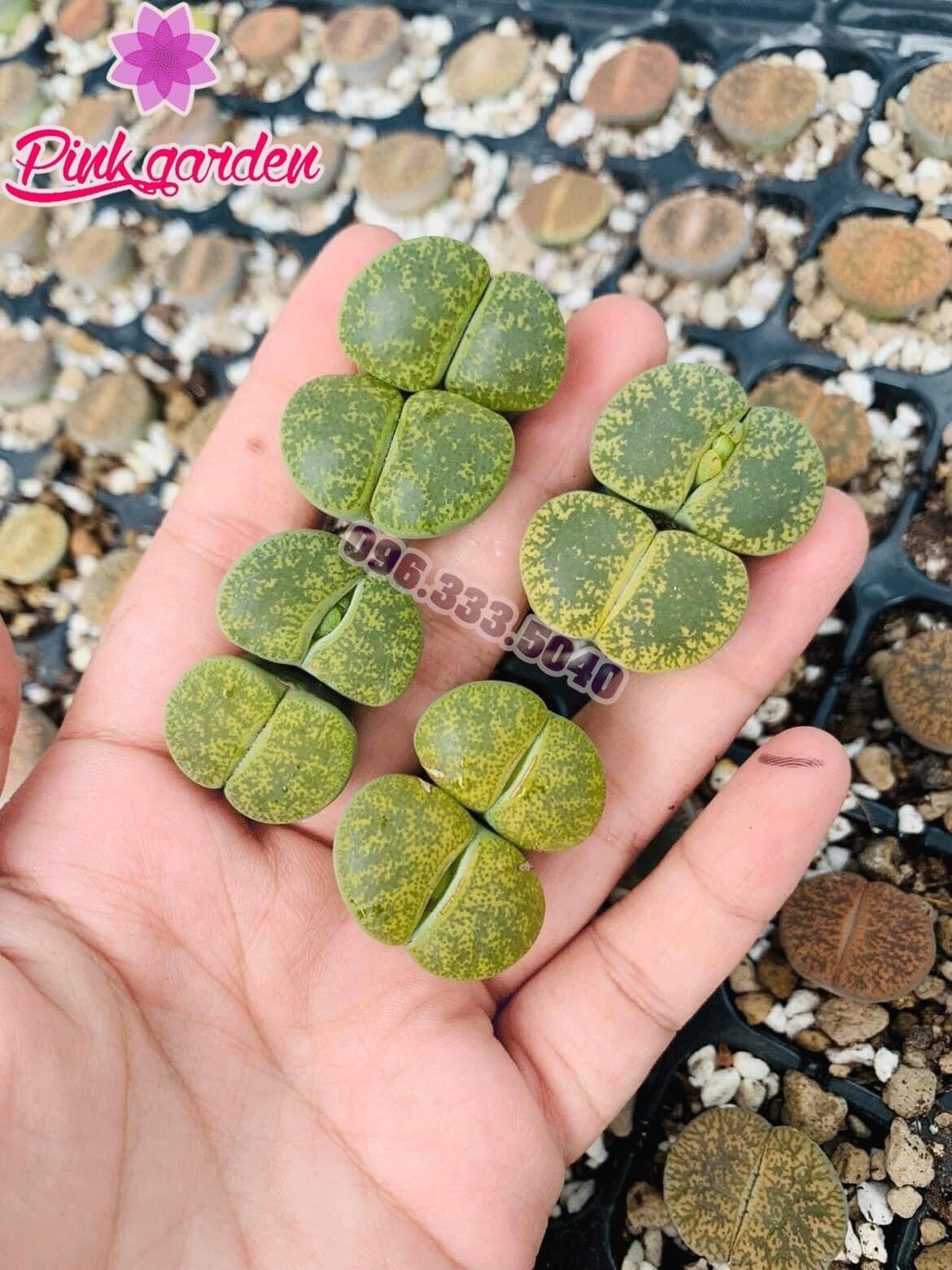 Sen mông, lithops, thạch lan xanh lá loại 2 đầu size 2,5c-3cm