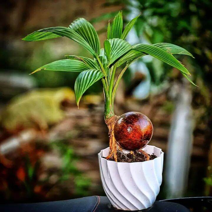 Phôi Dừa Xiêm Lùn - Cây cảnh Bonsai