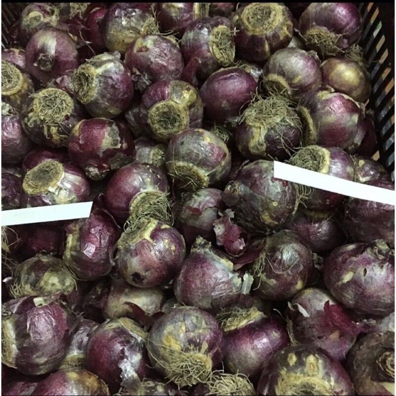 Củ hoa tiên ông (1củ)