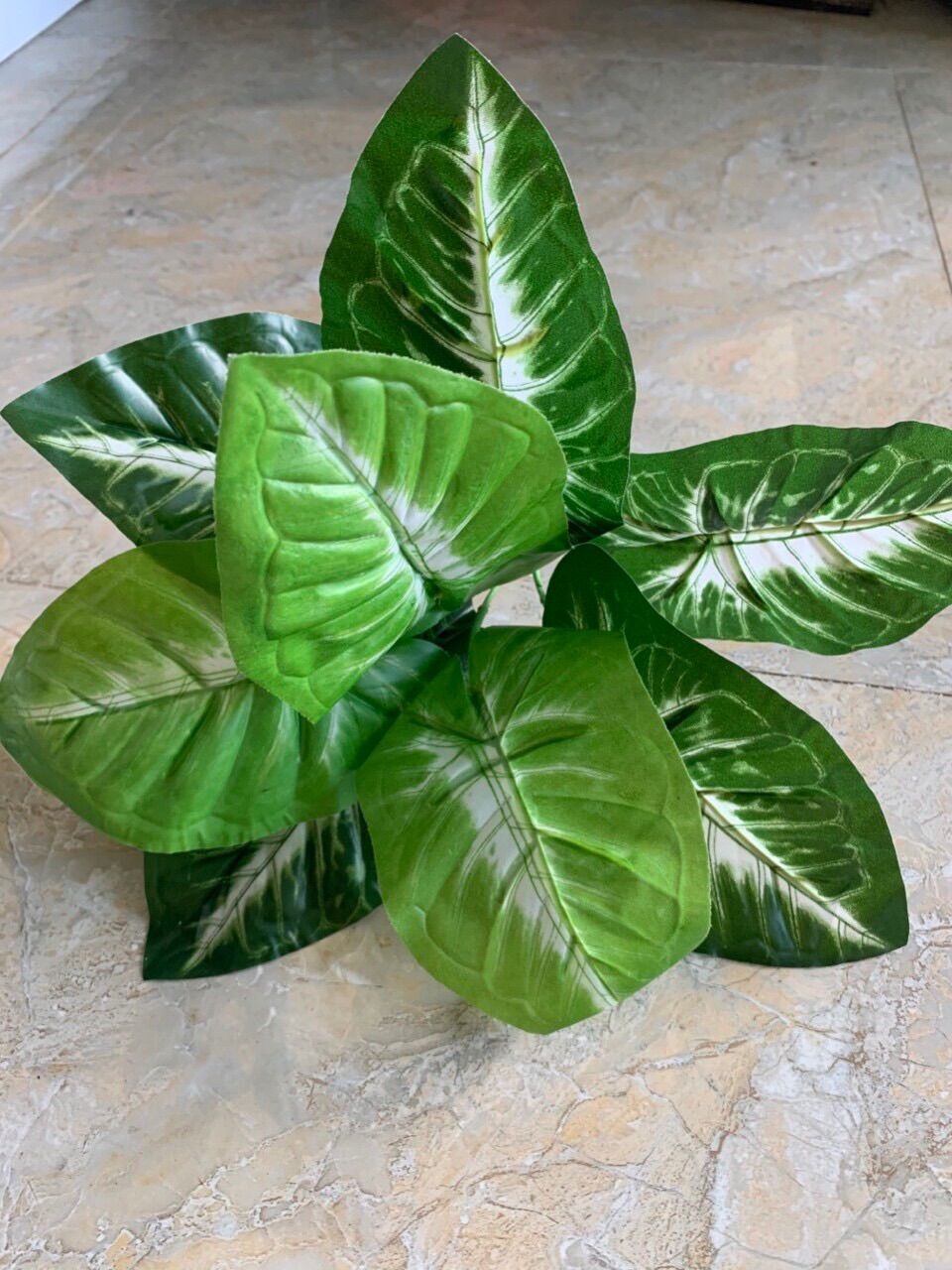 Cây nhựa pvc - cây khoai môn viền trắng trang trí