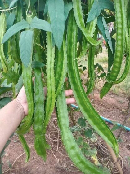 Hạt giống đậu rồng xanh siêu dài