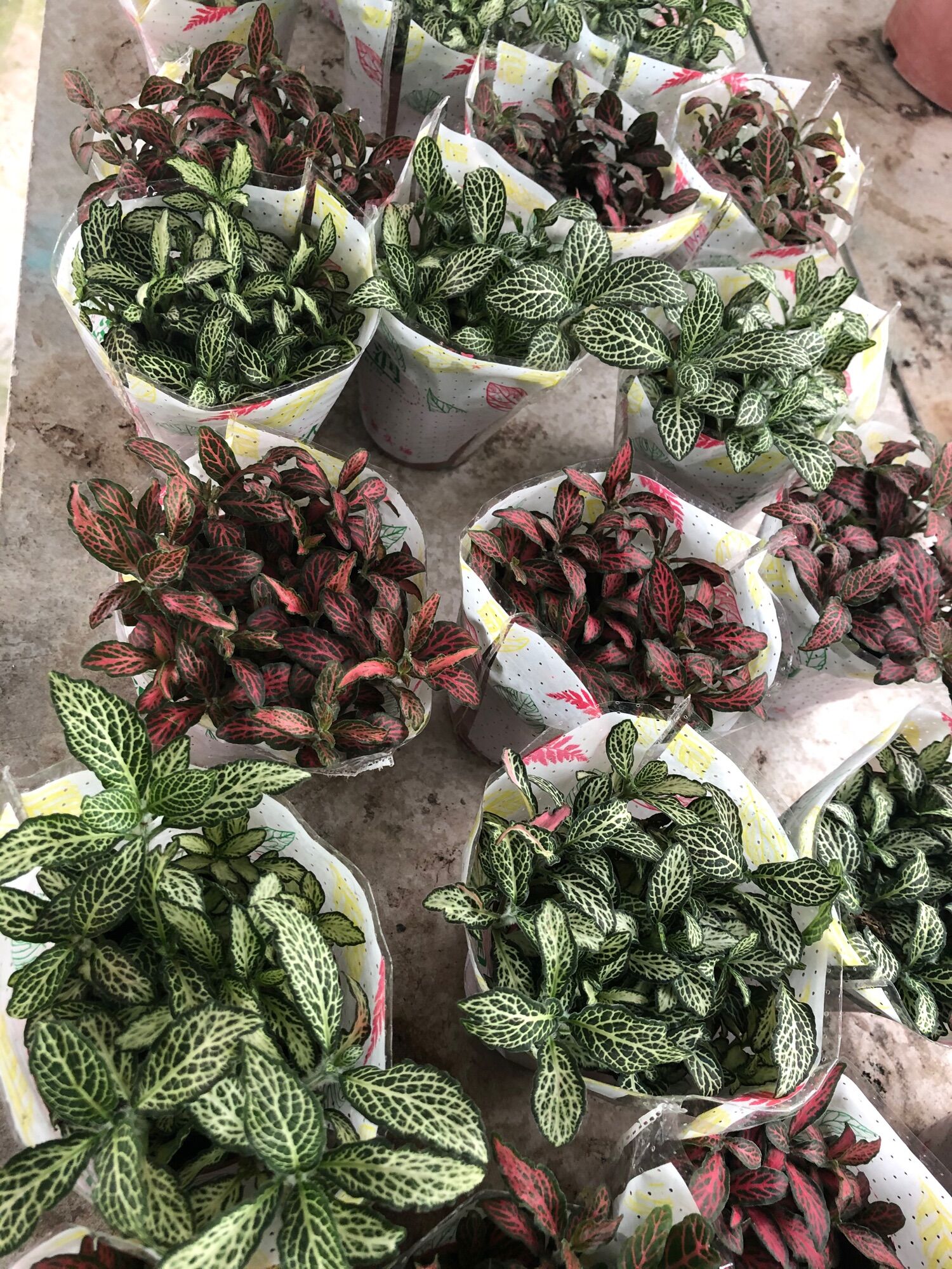 Bộ 3 cây cẩm nhung / cây lá may mắn