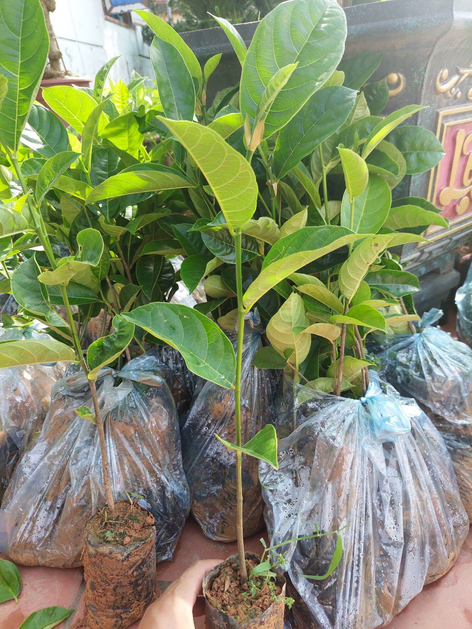 CÂY GIỐNG MÍT THÁI CẤY MÔ SIÊU NHANH LỚN