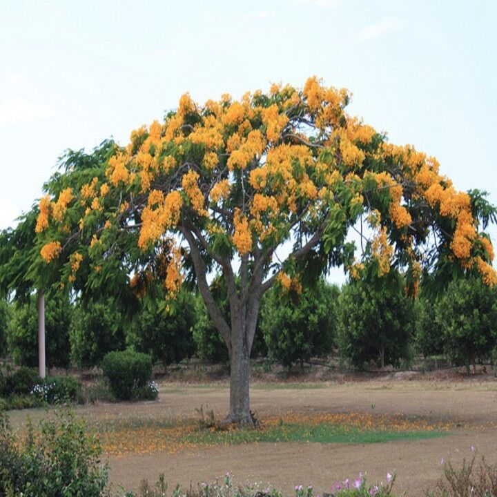 Cây giống Mỹ nhân thân gỗ