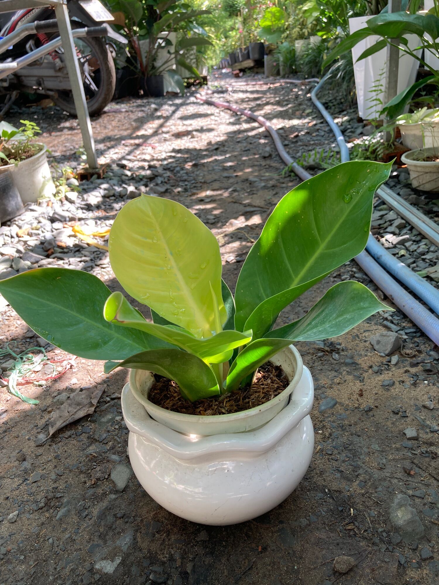 Đế vương vàng