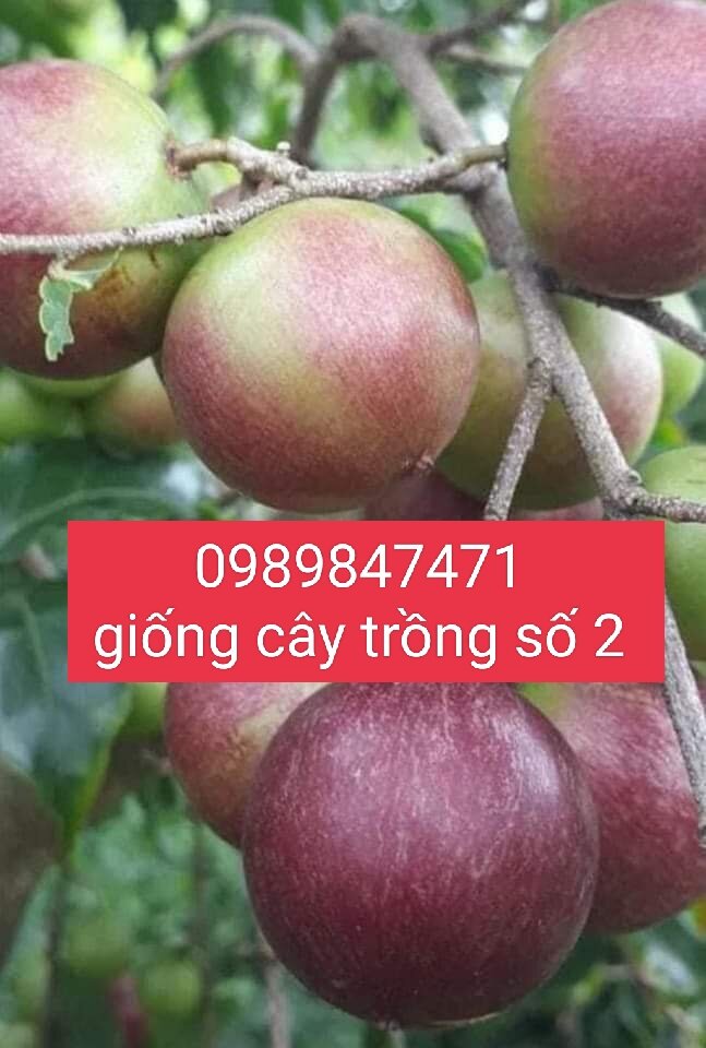 cây hồng quân combo 2 cây