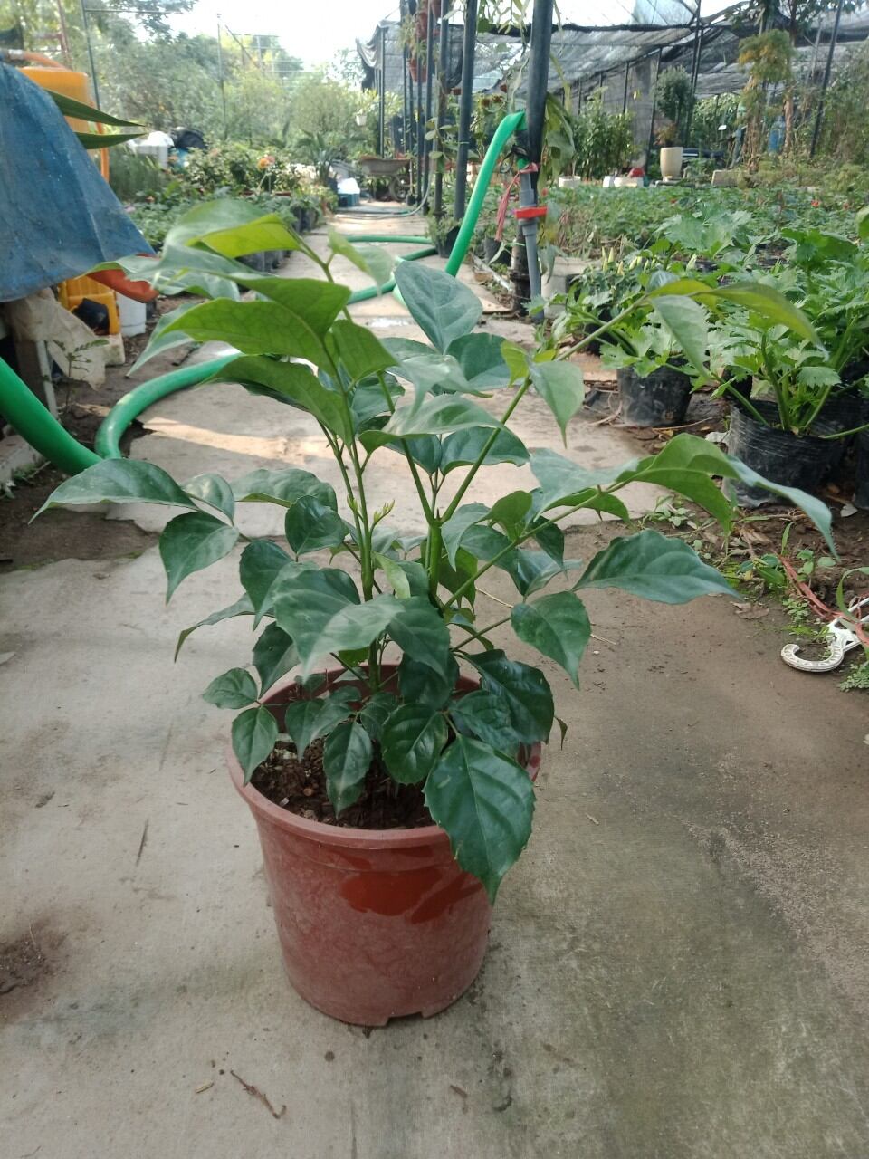 cây hạnh phúc