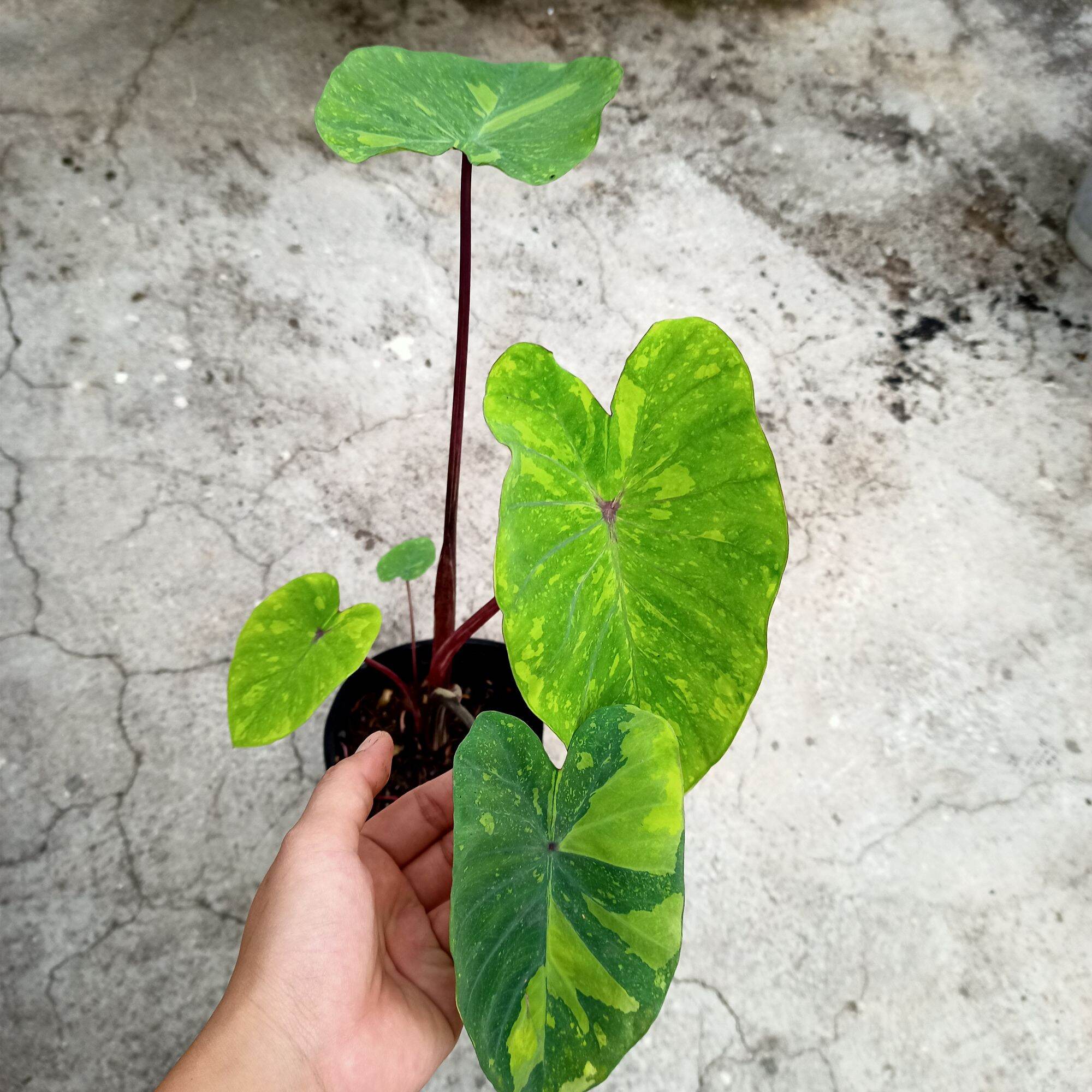 Chậu cây alocasia Lemon lime gecko