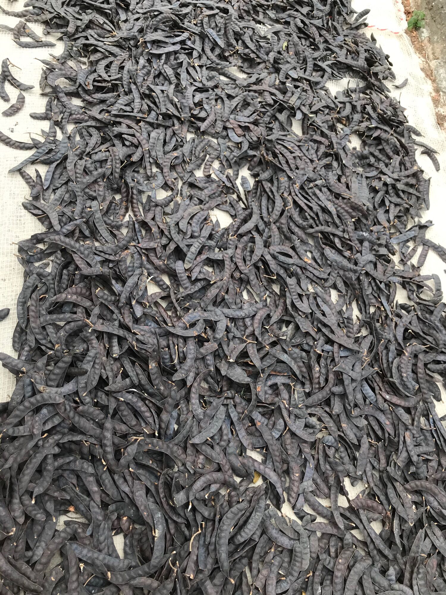 Bồ kết khô 1kg ( quả mẩy đẹp)
